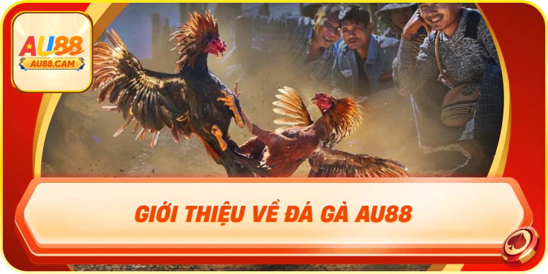 Giới thiệu về đá gà au88